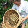 Hagyományos kasos méhészkedés